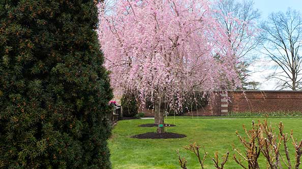 Pink Tree